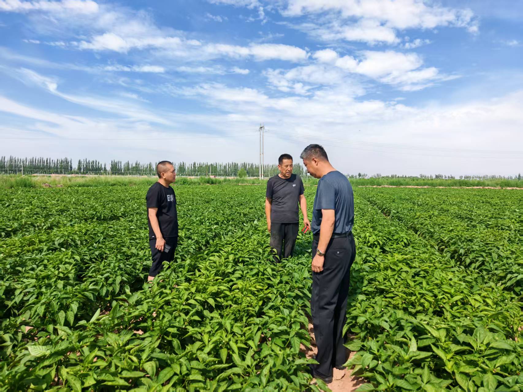 健達(dá)公司團(tuán)隊對菜椒種植基地展開實(shí)地考察